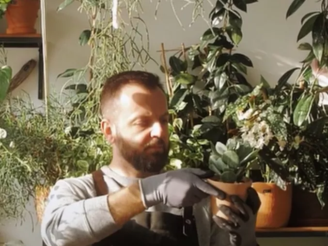 Webby-díjra jelölték a Verdé növényfordítóját