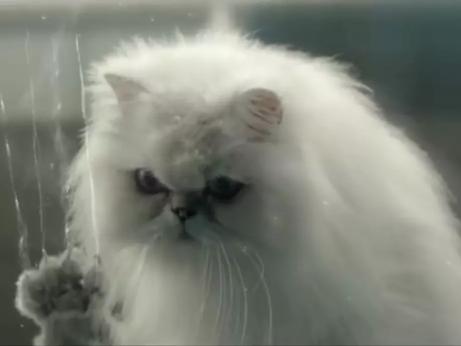 A legendás Old Spice-reklámok rendezője a gonosz macskák lázadását mutatja be hitchcocki filmjében