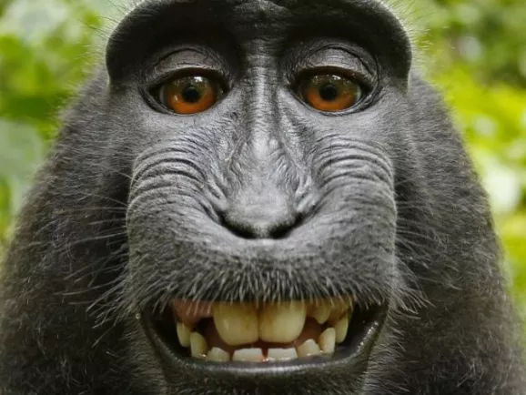 Ki a tulajdonosa egy makákó selfie-jének?