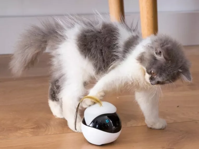 A morcos és lusta cicákon segít az okosgombolyag