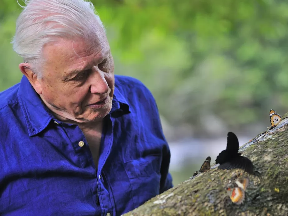 David Attenborough indítja a Föld napi műsorokat a Viasat Nature-ön