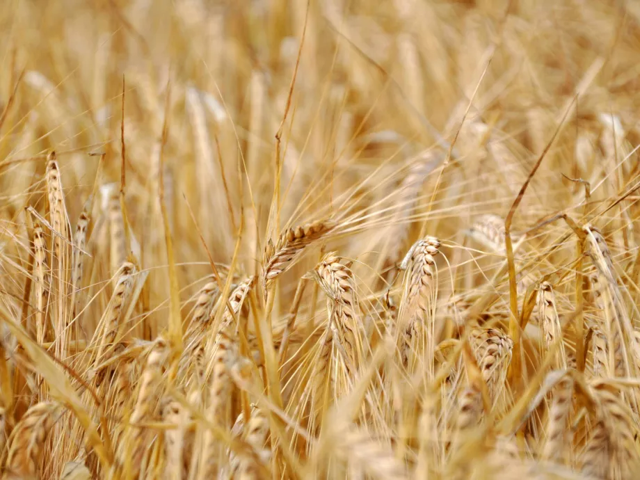 850 milliós keretösszegű kiadói tendert hirdetett az agrárkamara