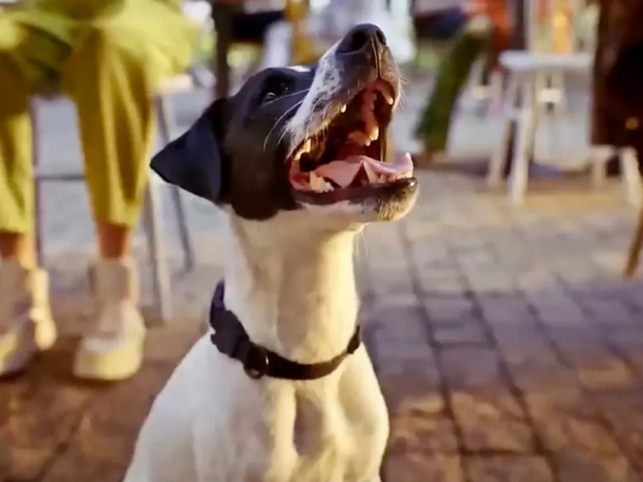 Nevet váltott az otpotthon.hu: a zenga.hu bevezető kampányának főhőse egy jack russell terrier