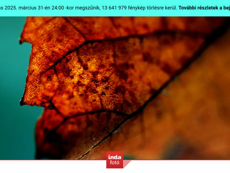 Törlik az Indafotót, 13 millió kép tűnik el örökre